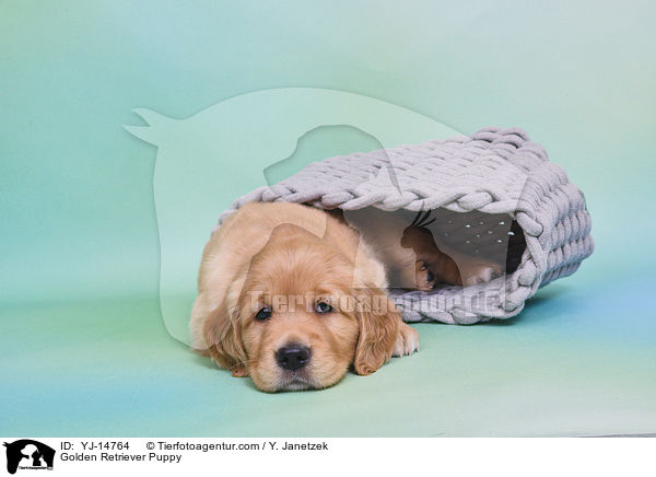 Golden Retriever Welpe / Golden Retriever Puppy / YJ-14764