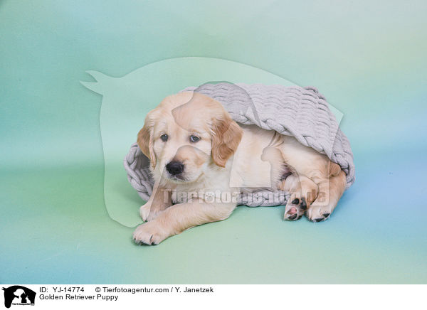 Golden Retriever Welpe / Golden Retriever Puppy / YJ-14774