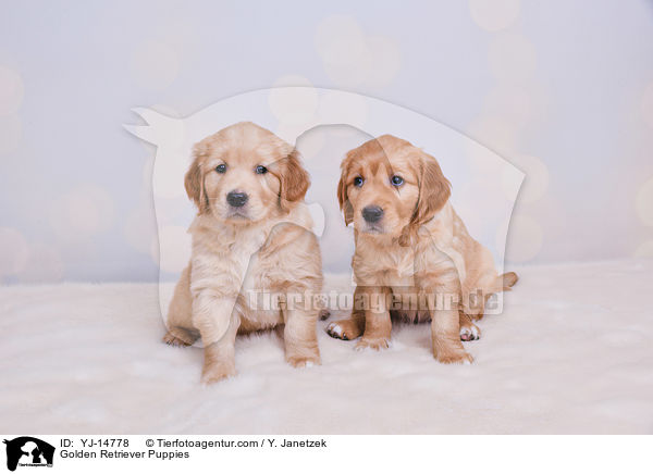 Golden Retriever Welpen / Golden Retriever Puppies / YJ-14778