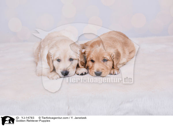 Golden Retriever Welpen / Golden Retriever Puppies / YJ-14783