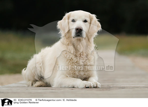 liegender Golden Retriever / lying Golden Retriever / EHO-01076