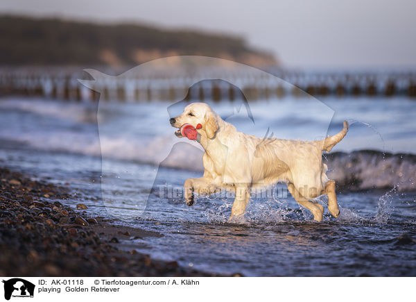 spielender Golden Retriever / playing  Golden Retriever / AK-01118