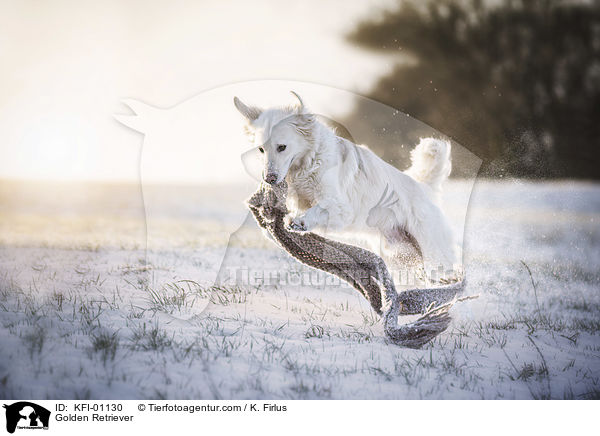 Golden Retriever / Golden Retriever / KFI-01130
