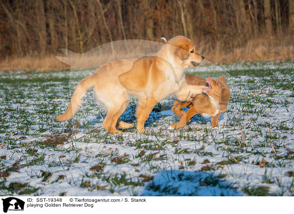 spielende Golden Retriever / playing Golden Retriever Dog / SST-19348