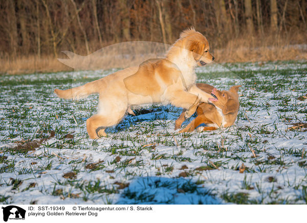 spielende Golden Retriever / playing Golden Retriever Dog / SST-19349