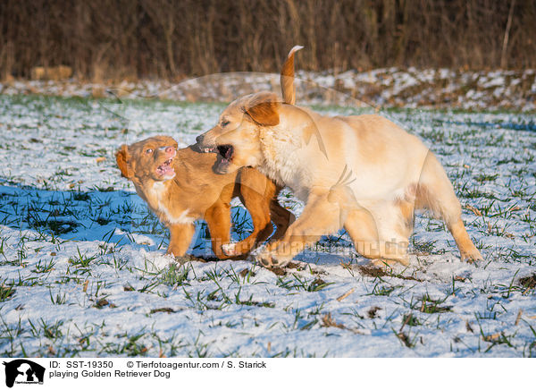 spielende Golden Retriever / playing Golden Retriever Dog / SST-19350