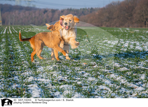 spielende Golden Retriever / playing Golden Retriever Dog / SST-19353