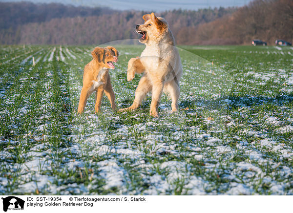 spielende Golden Retriever / playing Golden Retriever Dog / SST-19354