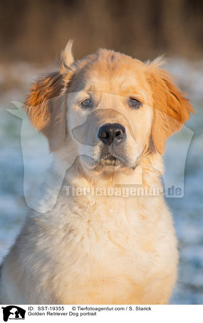 Golden Retriever  Portrait / Golden Retriever Dog portrait / SST-19355