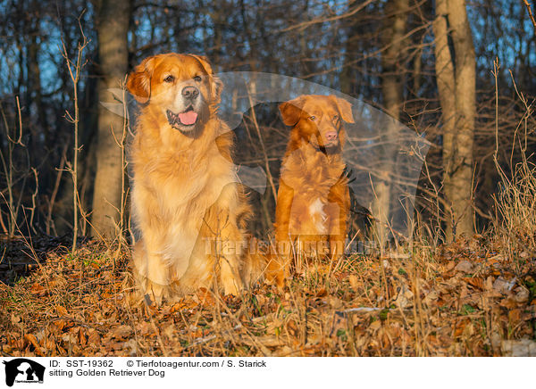 sitzende Golden Retriever / sitting Golden Retriever Dog / SST-19362