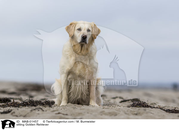 sitzender Golden Retriever / sitting Golden Retriever / MAB-01457
