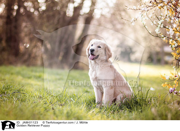 Golden Retriever Welpe / Golden Retriever Puppy / JAM-01123