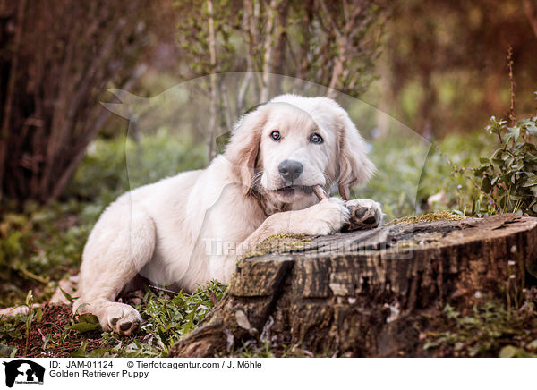 Golden Retriever Welpe / Golden Retriever Puppy / JAM-01124