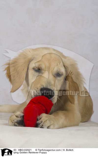 liegender Golden Retriever Welpe / lying Golden Retriever Puppy / HBO-02921