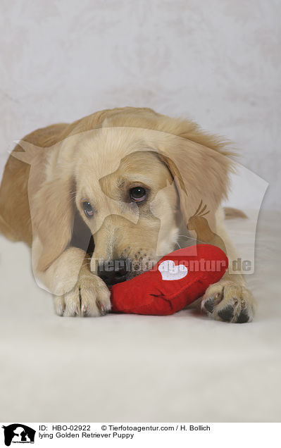 liegender Golden Retriever Welpe / lying Golden Retriever Puppy / HBO-02922