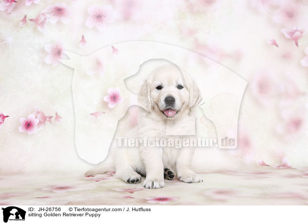 sitzender Golden Retriever Welpe / sitting Golden Retriever Puppy / JH-26756