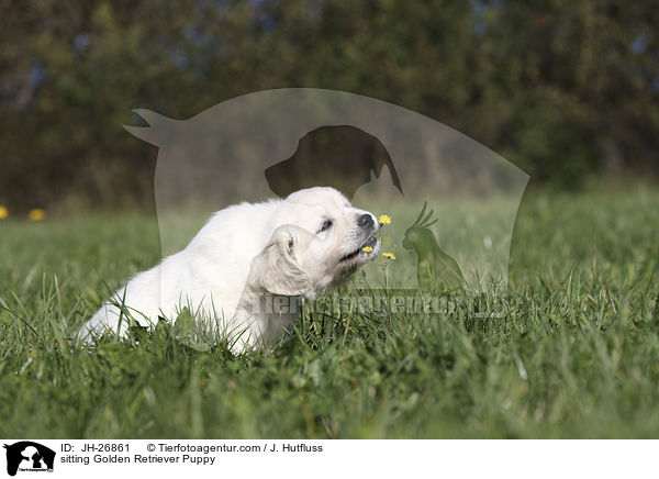 sitzender Golden Retriever Welpe / sitting Golden Retriever Puppy / JH-26861