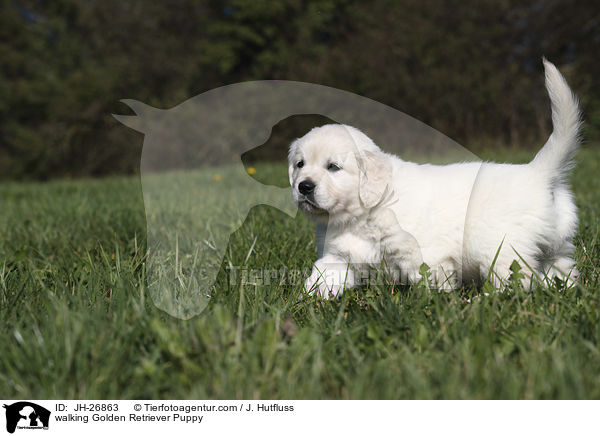 laufender Golden Retriever Welpe / walking Golden Retriever Puppy / JH-26863