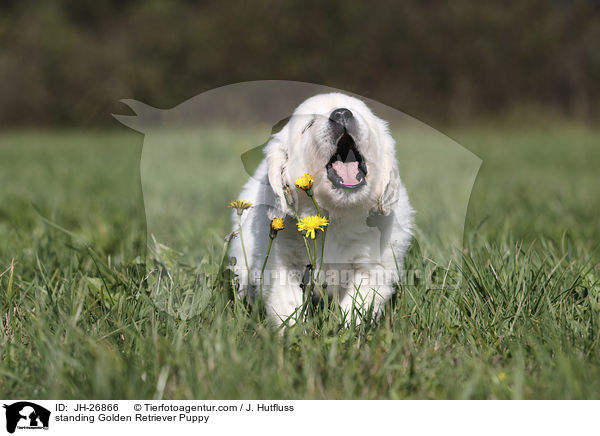 stehender Golden Retriever Welpe / standing Golden Retriever Puppy / JH-26866