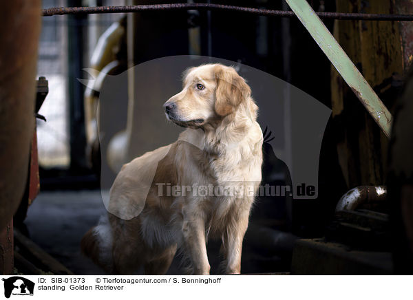 stehender Golden Retriever / standing  Golden Retriever / SIB-01373
