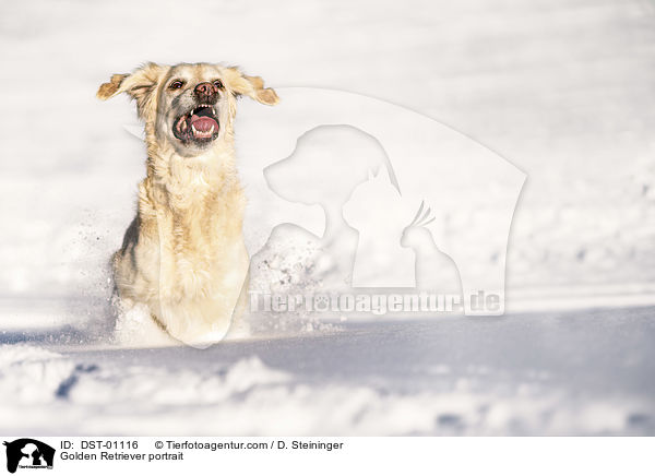 Golden Retriever Portrait / Golden Retriever portrait / DST-01116