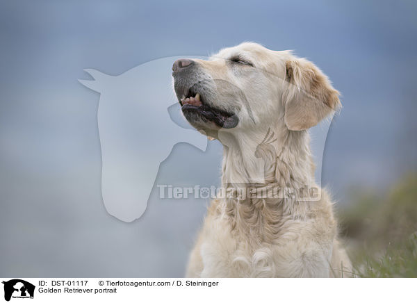 Golden Retriever Portrait / Golden Retriever portrait / DST-01117