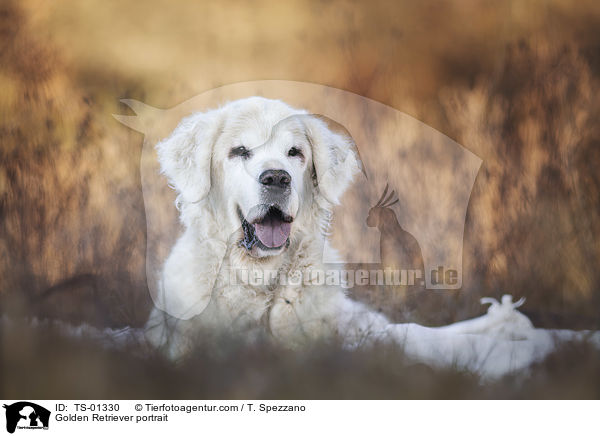 Golden Retriever Portrait / Golden Retriever portrait / TS-01330