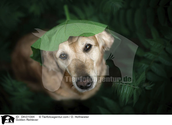 Golden Retriever / Golden Retriever / DH-01084