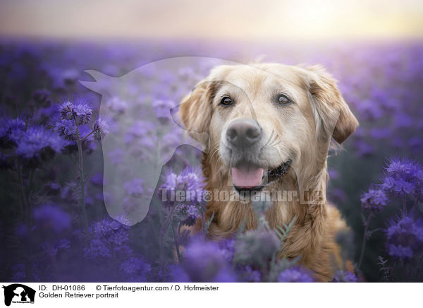 Golden Retriever Portrait / Golden Retriever portrait / DH-01086