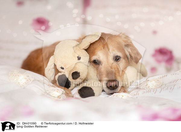liegender Golden Retriever / lying Golden Retriever / DH-01090