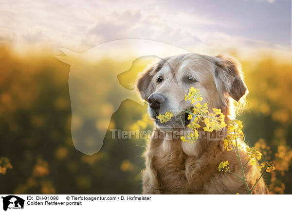 Golden Retriever Portrait / Golden Retriever portrait / DH-01098