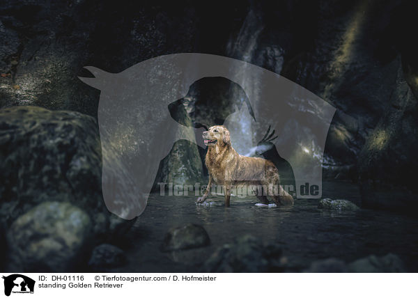 stehender Golden Retriever / standing Golden Retriever / DH-01116