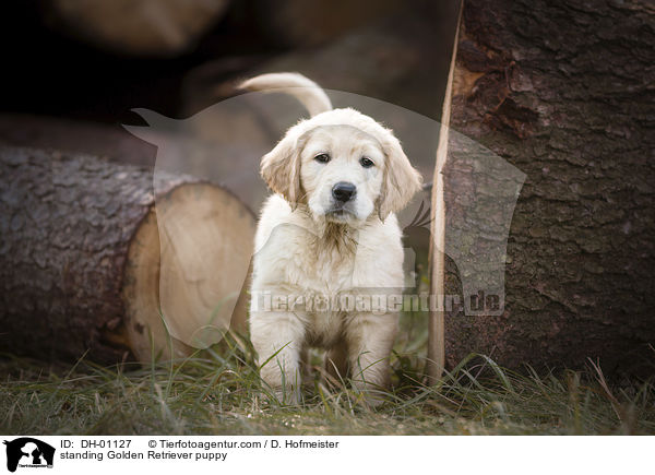 stehender Golden Retriever Welpe / standing Golden Retriever puppy / DH-01127