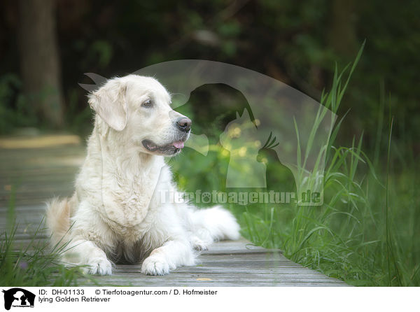 liegender Golden Retriever / lying Golden Retriever / DH-01133