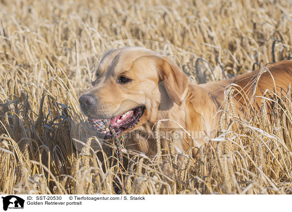 Golden Retriever Portrait / Golden Retriever portrait / SST-20530