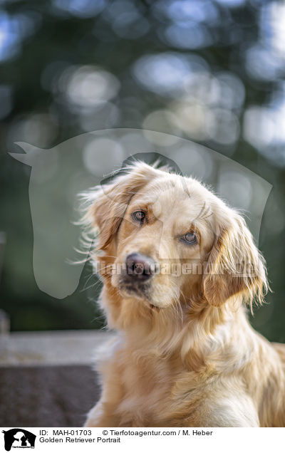 Golden Retriever Portrait / Golden Retriever Portrait / MAH-01703