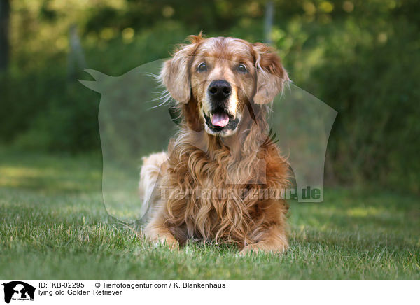 liegender alter Golden Retriever / lying old Golden Retriever / KB-02295