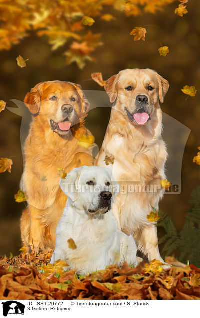 3 Golden Retriever / 3 Golden Retriever / SST-20772