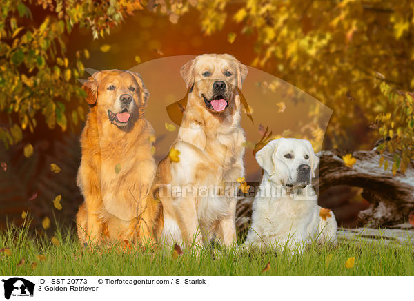 3 Golden Retriever / 3 Golden Retriever / SST-20773