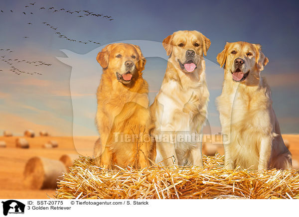 3 Golden Retriever / 3 Golden Retriever / SST-20775
