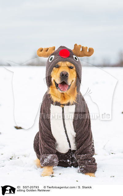 sitting Golden Retriever / SST-20793