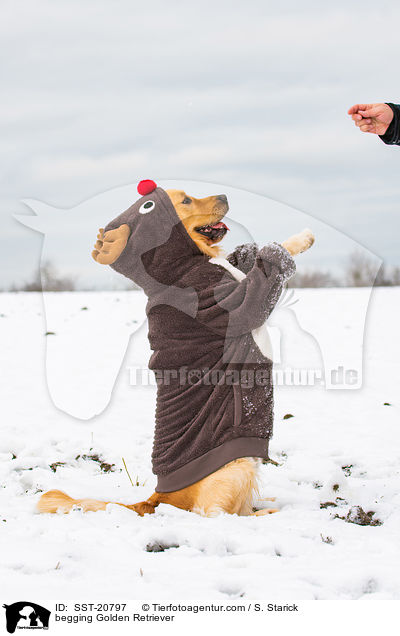 Golden Retriever macht Mnnchen / begging Golden Retriever / SST-20797