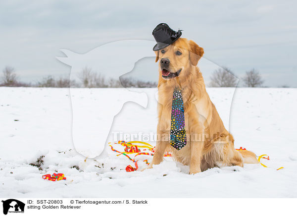 sitzender Golden Retriever / sitting Golden Retriever / SST-20803