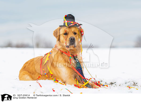 liegender Golden Retriever / lying Golden Retriever / SST-20814