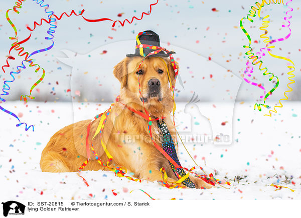 liegender Golden Retriever / lying Golden Retriever / SST-20815