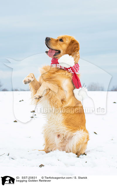 Golden Retriever macht Mnnchen / begging Golden Retriever / SST-20831