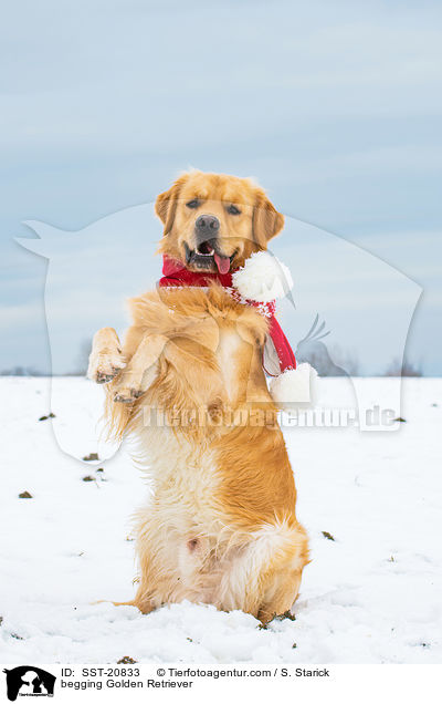 Golden Retriever macht Mnnchen / begging Golden Retriever / SST-20833