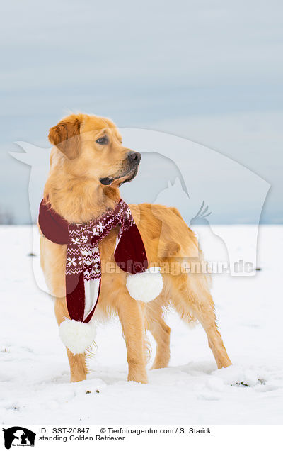 stehender Golden Retriever / standing Golden Retriever / SST-20847