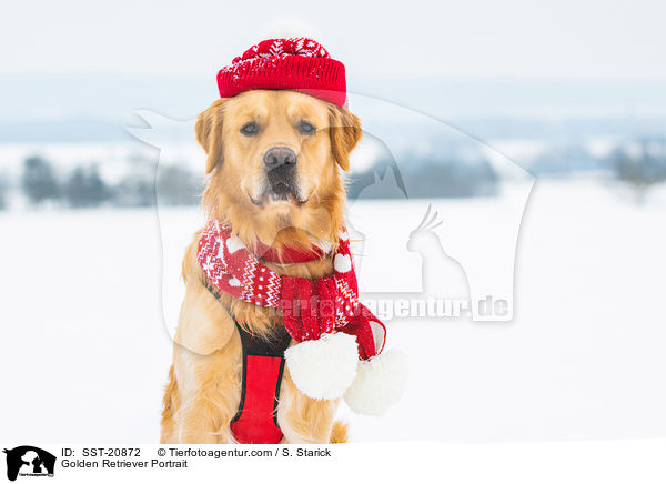 Golden Retriever Portrait / Golden Retriever Portrait / SST-20872