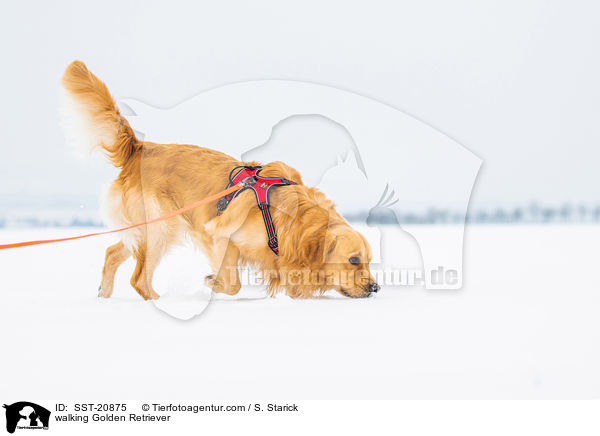 laufender Golden Retriever / walking Golden Retriever / SST-20875